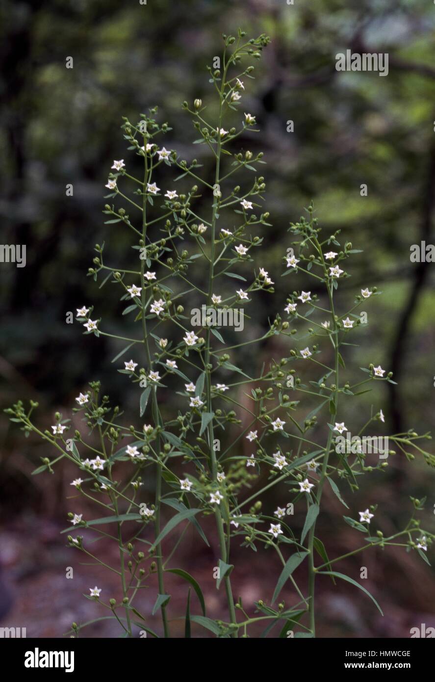 Flaxleaf in bloom (Thesium linophyllon), Santalaceae. Stock Photo