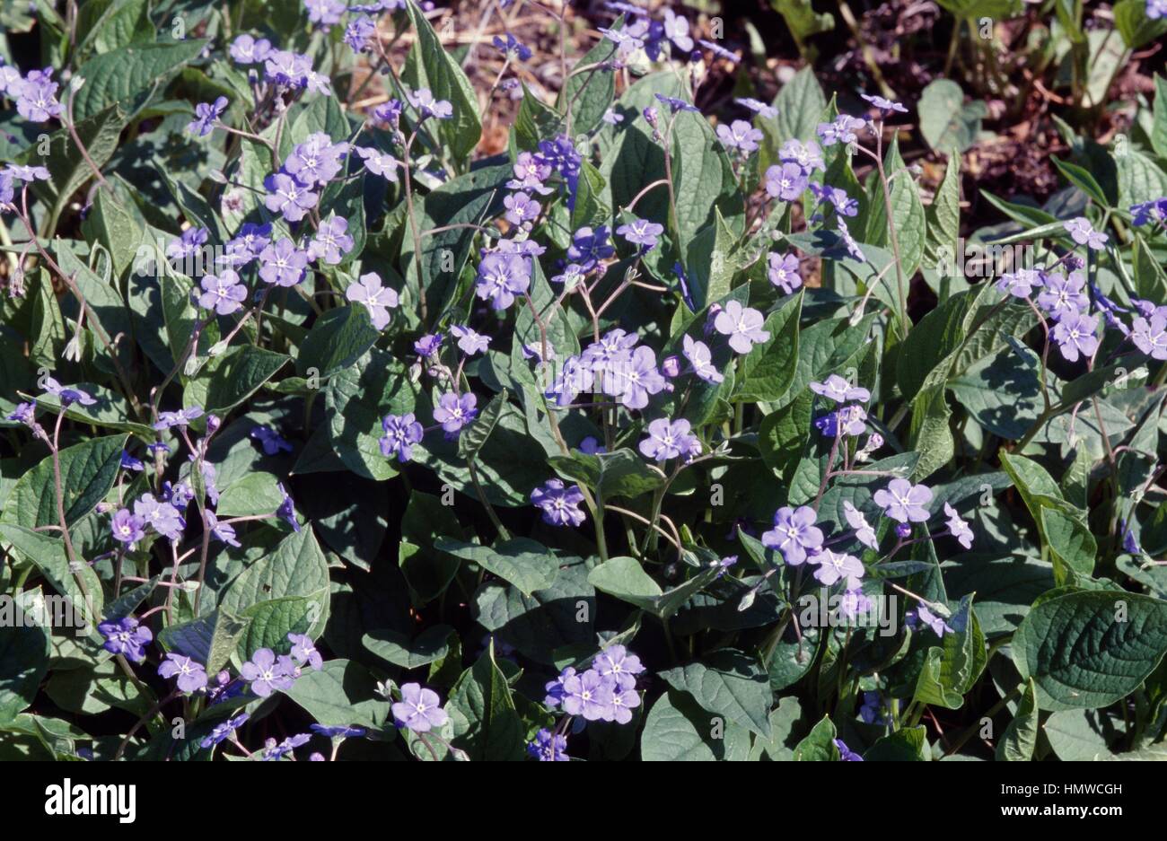 Creeping Navelwort (Omphalodes verna), Boraginaceae. Stock Photo