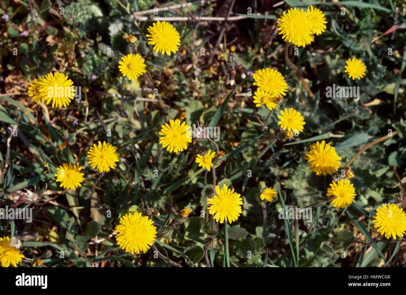Cat's ear or False dandelion (Hypochoeris radicata), Asteraceae Stock