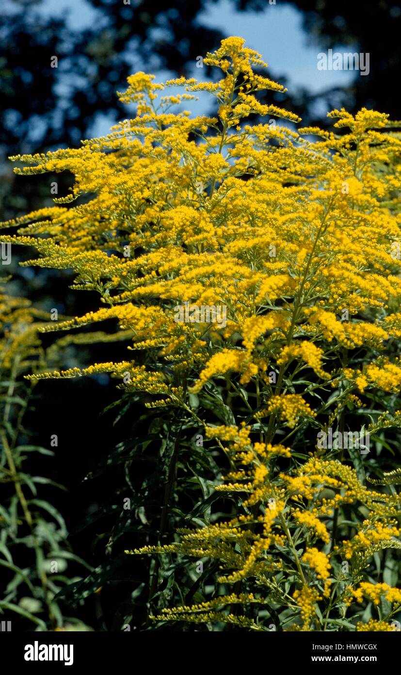 Giant Goldenrod (Solidago gigantea), Asteraceae. Stock Photo