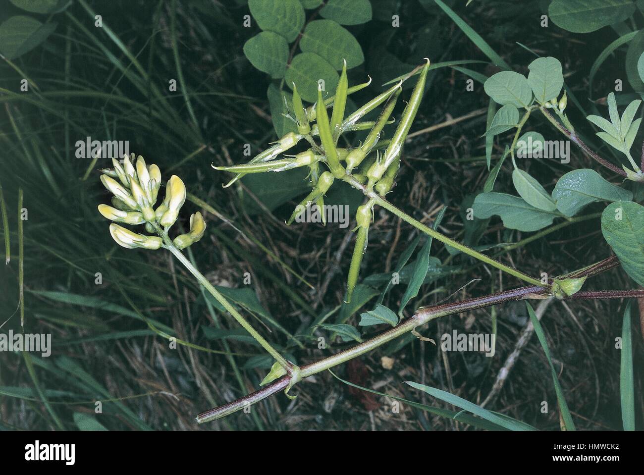 Botany - Fabaceae (or Papilionaceae) - Licorice milkvetch or Wild licorice (Astragalus glycyphyllos). Stock Photo
