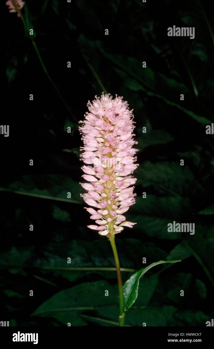 Bistort, common bistort (Persicaria bistorta Superbum or Polygonum bistorta Superbum), Polygonaceae. Stock Photo