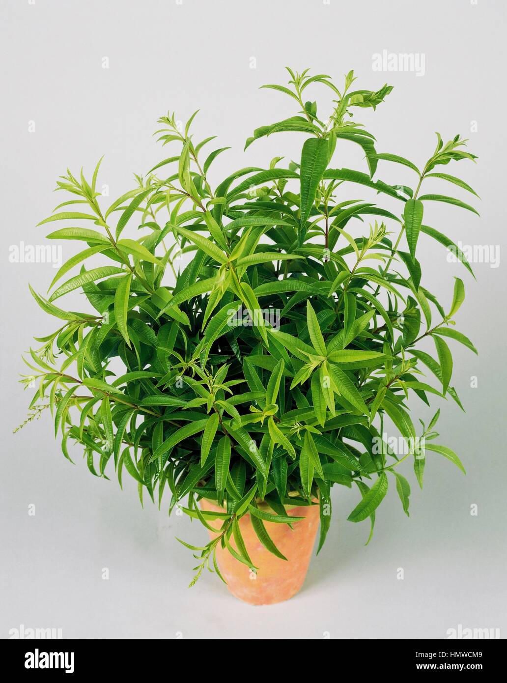 Lemon beebrush or Lemon verbena (Lippia citriodora or Aloysia triphylla), Verbenaceae. Stock Photo