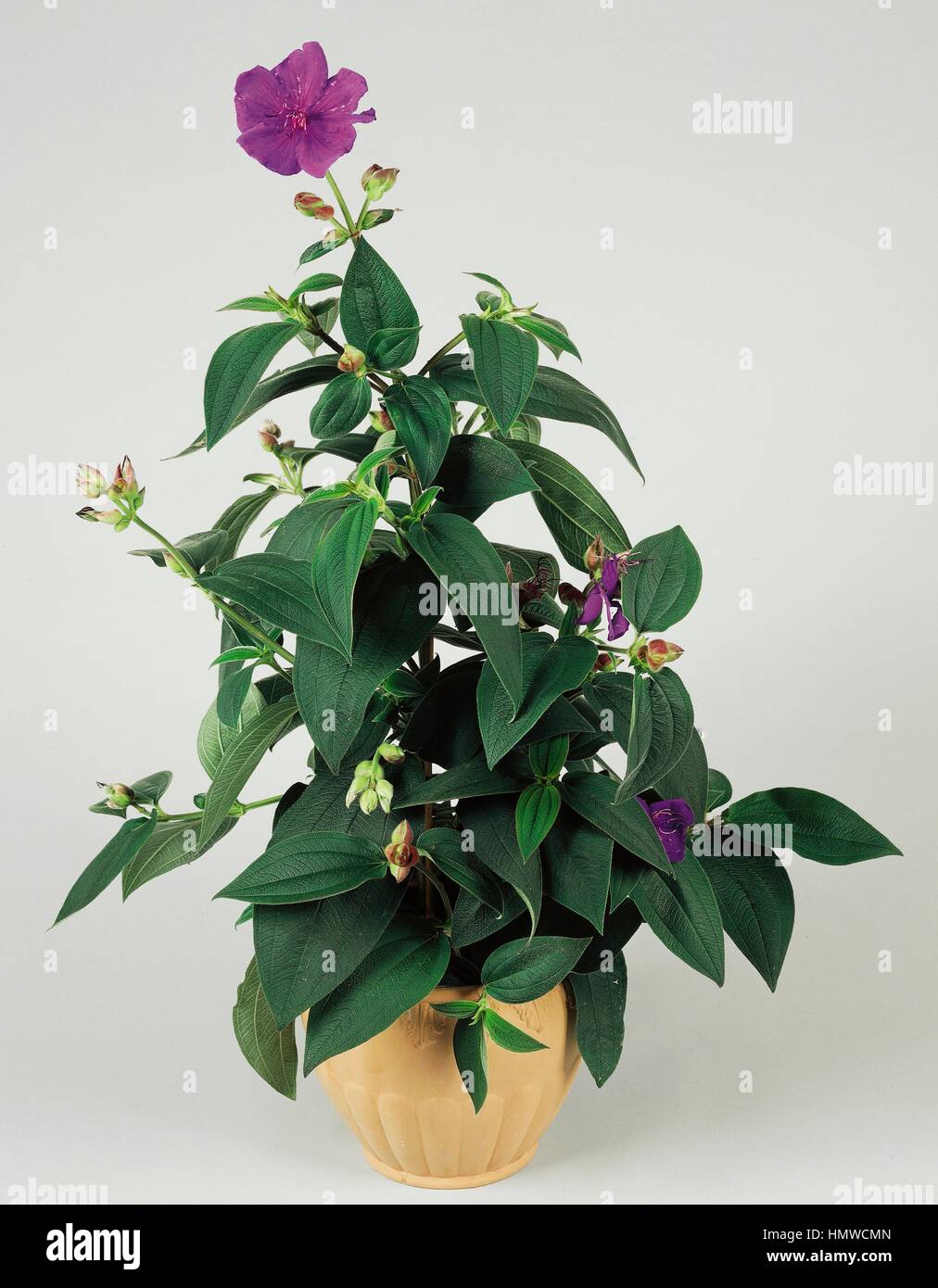 Purple glory tree or Princess flower (Tibouchina urvilleana), Melastomataceae. Stock Photo