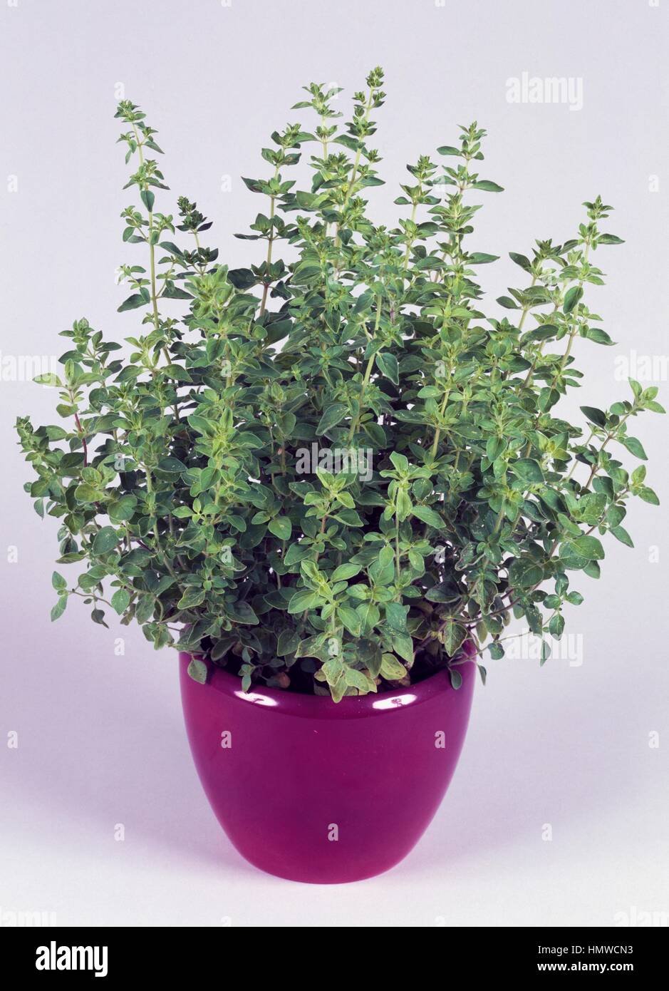 Wild marjoram or Oregano (Origanum vulgare), Lamiaceae Stock Photo Alamy