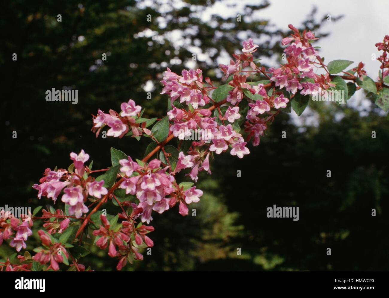 Schumann abelia (Abelia schumannii, Abelia longituba or Abelia parvifolia), Caprifoliaceae. Stock Photo