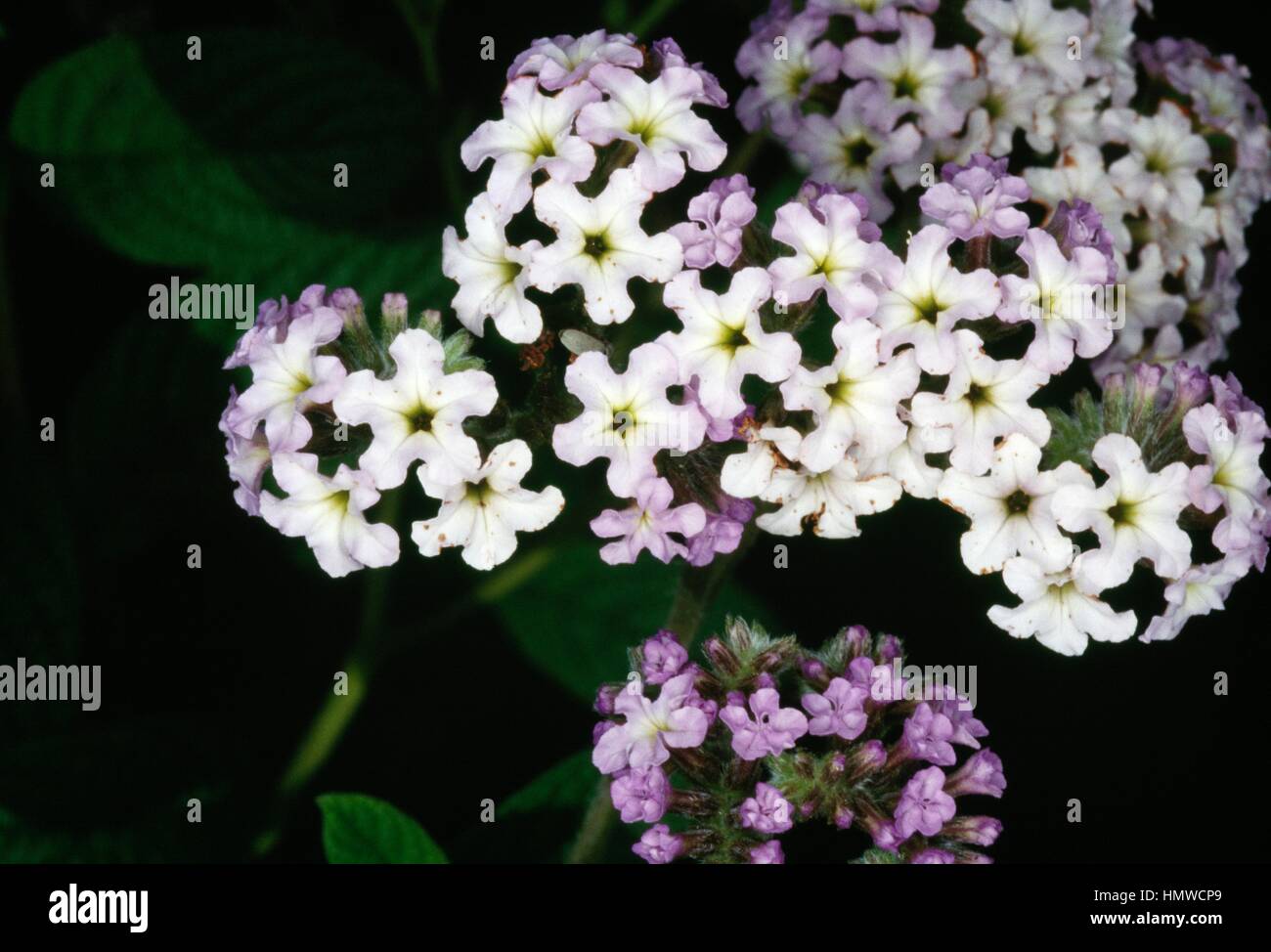 Heliotropium (Heliotropium peruvianum), Boraginaceae. Stock Photo