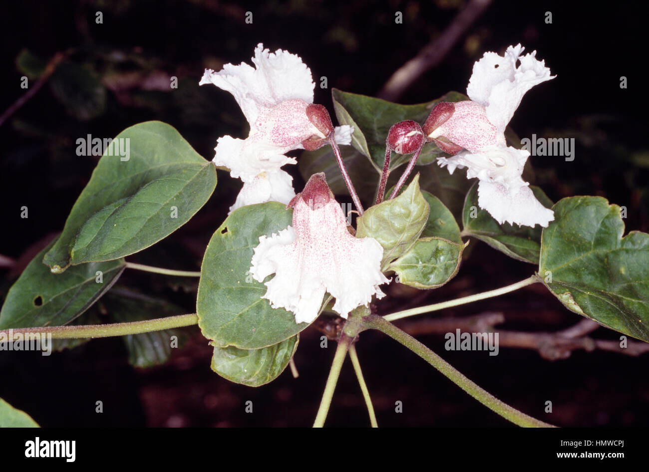 Farges catalpa (Catalpa fargesii), Bignoniaceae. Stock Photo