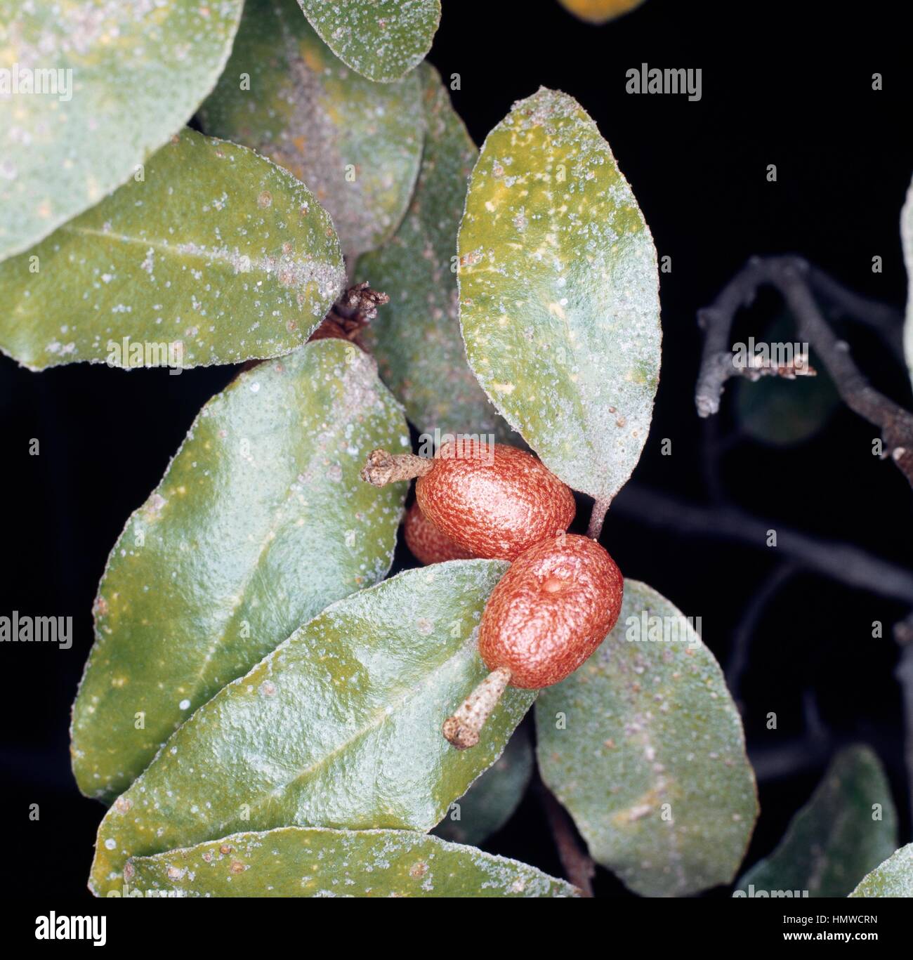 Elaeagnus x ebbingei fruits, Eleagnaceae. Stock Photo