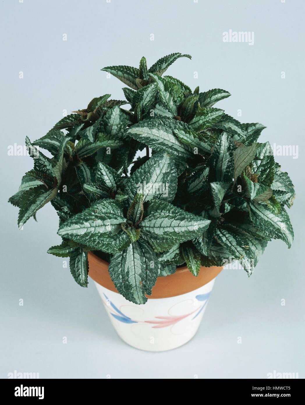 Aluminium Plant Or Watermelon Pilea Pilea Cadierei Silver Tree Stock Photo Alamy