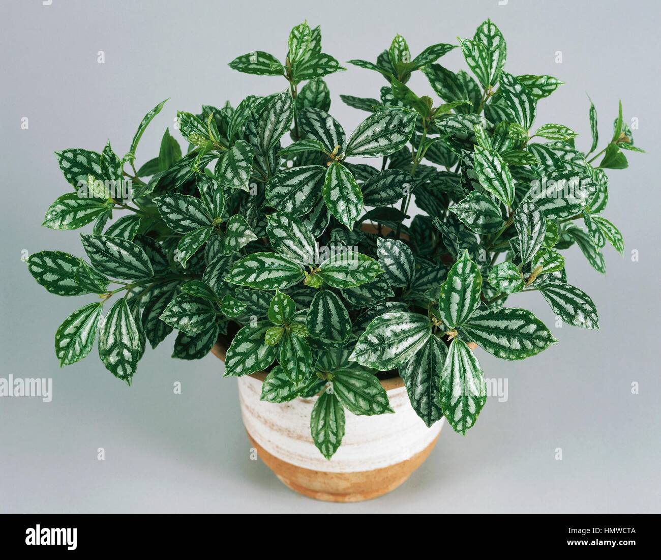 Aluminium plant or Watermelon pilea (Pilea cadierei compacta), Urticaceae. Stock Photo