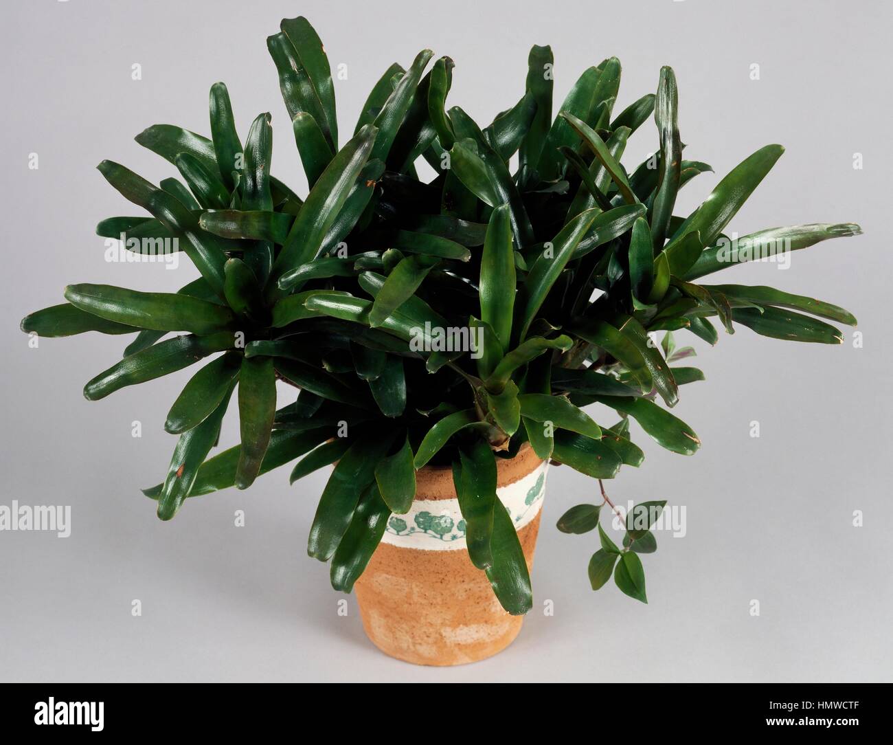 Nidularium (Nidularium schultesianum), Bromeliaceae. Stock Photo