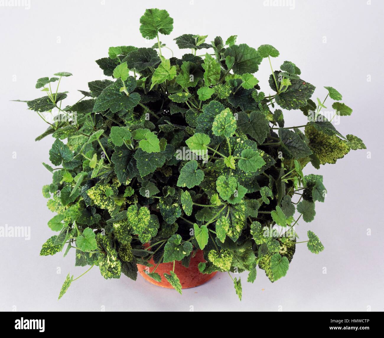 Piggyback plant, Youth on age or Thousand mothers (Tolmiea menziesii), Saxifragaceae. Stock Photo