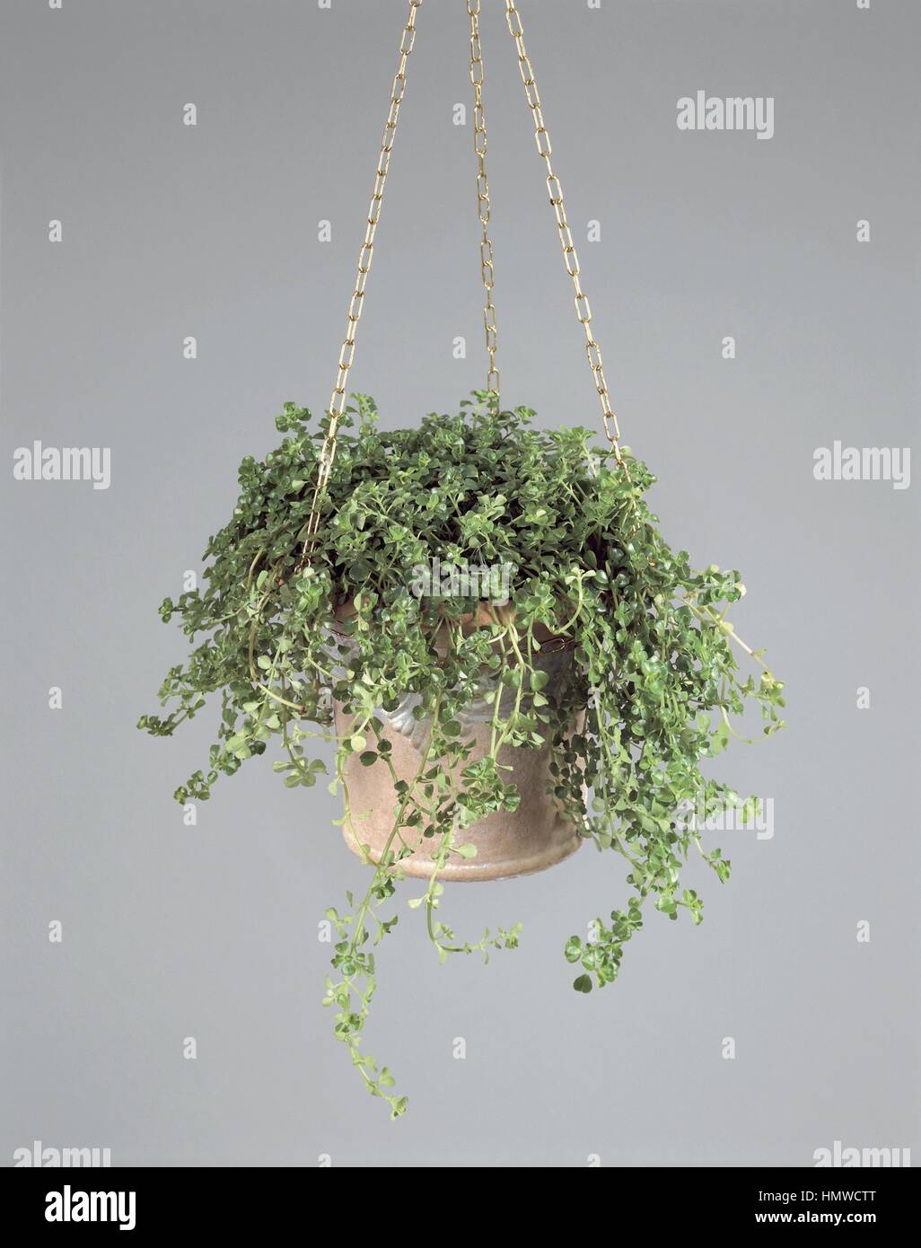 Houseplants Urticaceae Depressed Clearweed Pilea Depressa Stock Photo Alamy