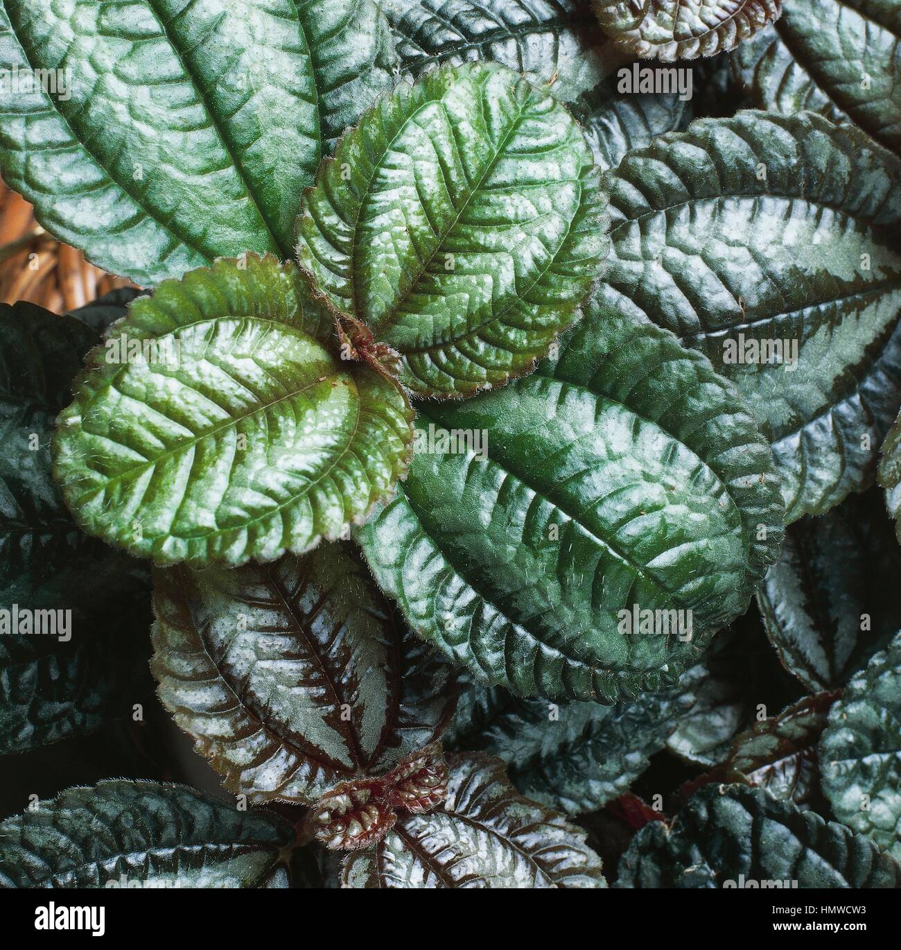 Norfolk friendship plant (Pilea spruceana Norfolk), Urticaceae. Stock Photo