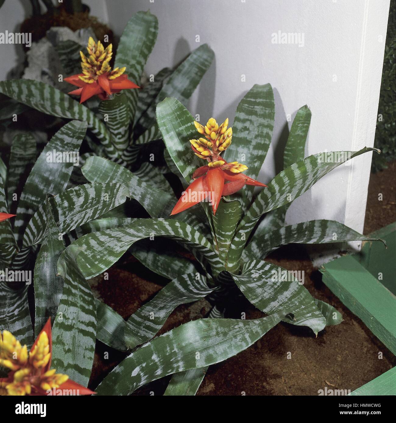 Houseplants - Bromeliaceae - Nidularium pictum. Stock Photo