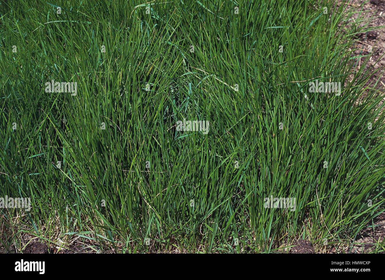 Heath false brome (Brachypodium pinnatum), Poaceae. Stock Photo