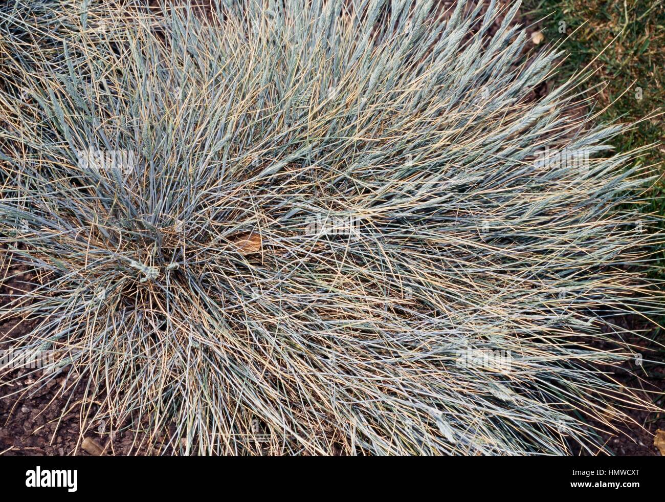 Blue fescue (Festuca glauca), Poaceae. Stock Photo