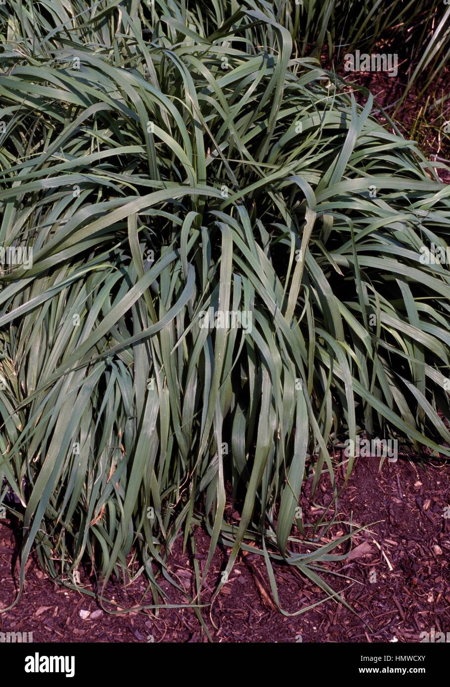 Purple moor grass (Molinia caerulea), Poaceae. Stock Photo