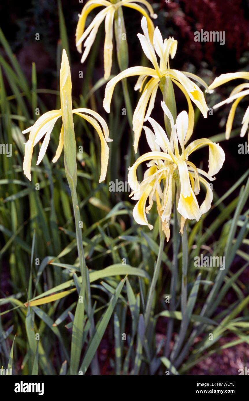 Kerner's Iris or Spuria Beardless Iris (Iris kerneriana), Iridaceae. Stock Photo