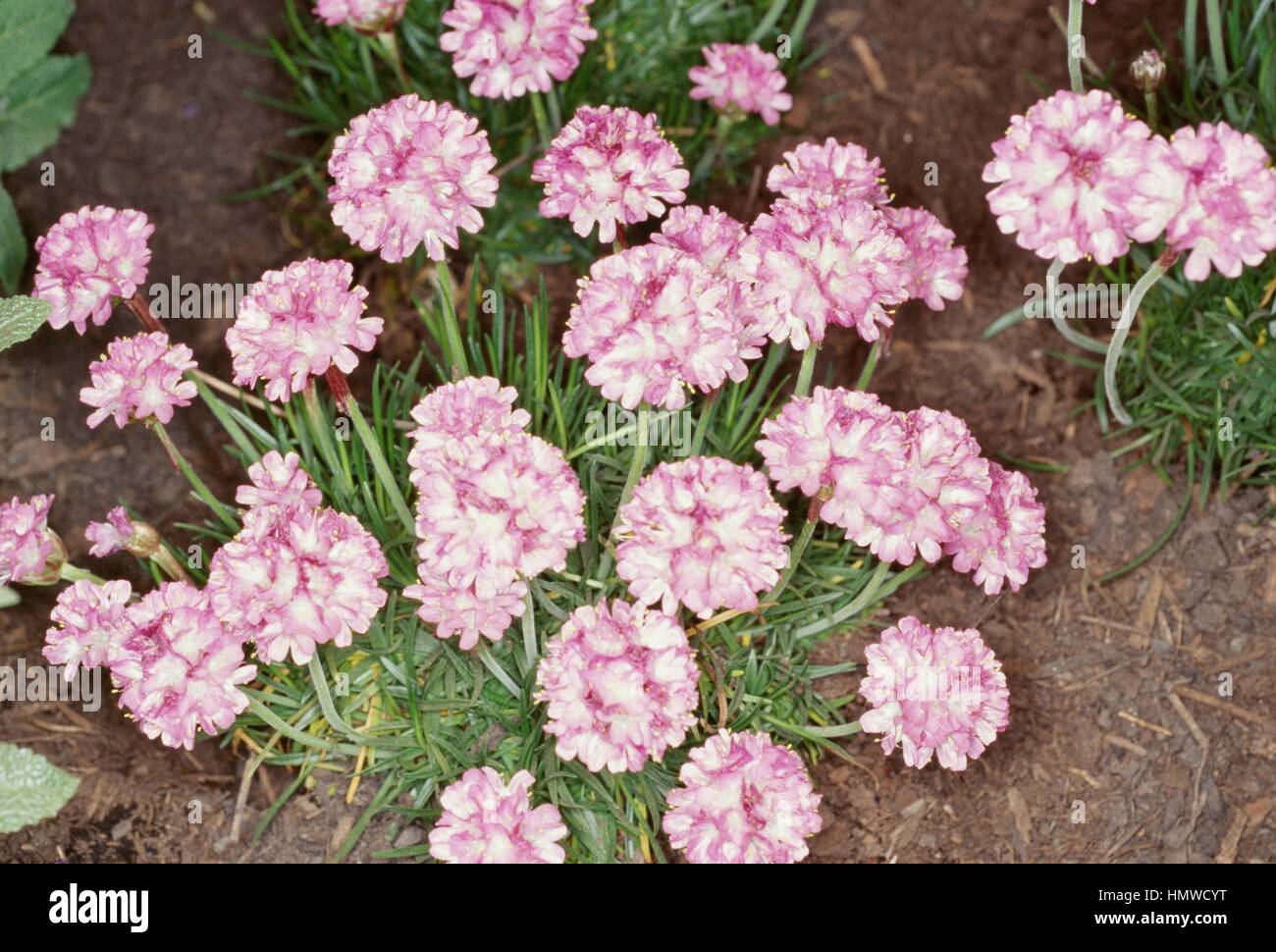 Thrift, Sea Thrift or Sea pink (Armeria maritima or Armeria vulgaris), Plumbaginaceae. Stock Photo