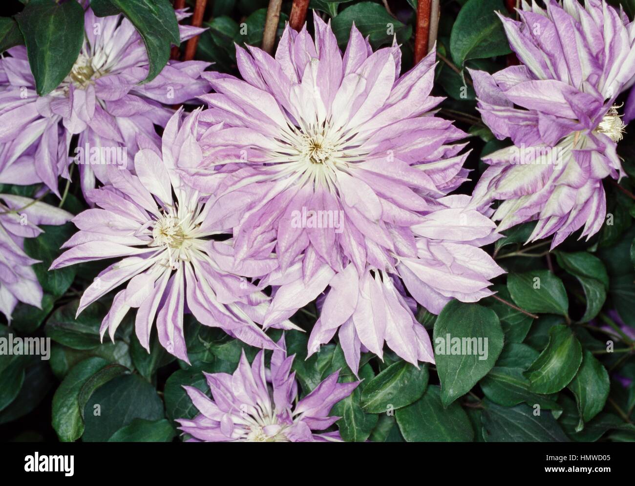 Clematis Teschio, Ranunculaceae. Stock Photo
