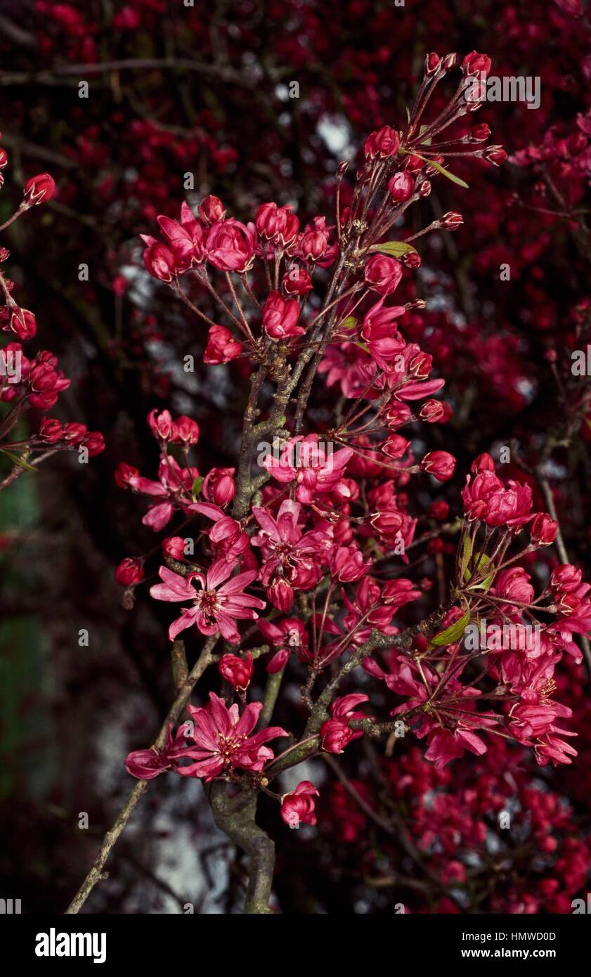 Flowering branches of Malus x purpurea Laxton's Red, Rosaceae. Stock Photo