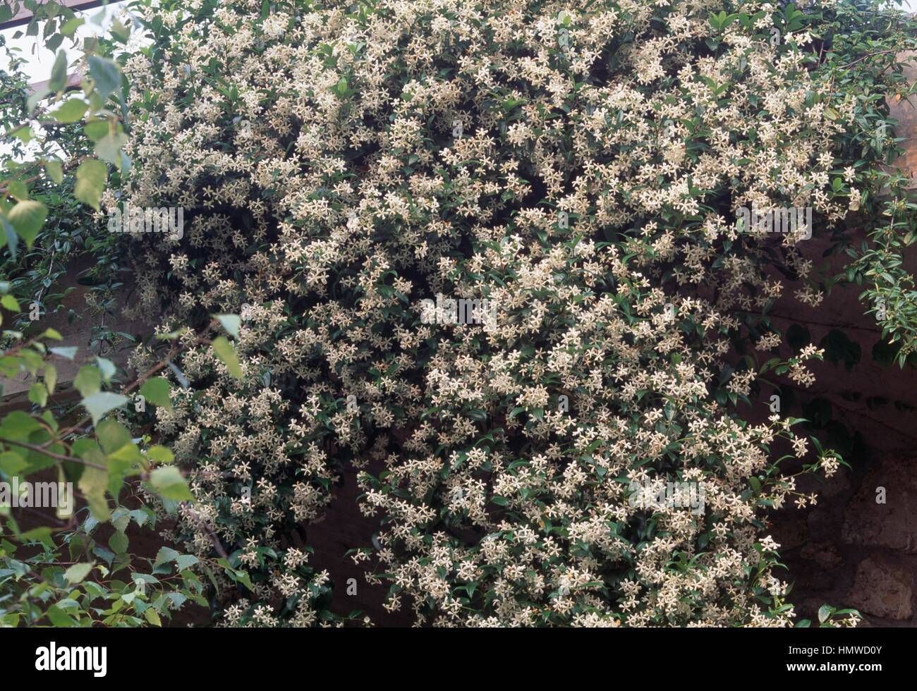 Star Jasmine, (Trachelospermum jasminoides), Apocynaceae. Stock Photo