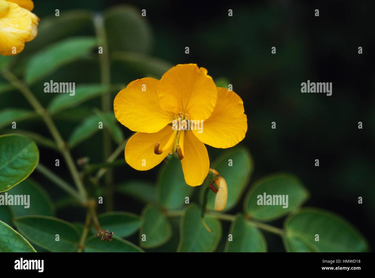 Cassia (Cassia floribunda), Fabaceae. Stock Photo