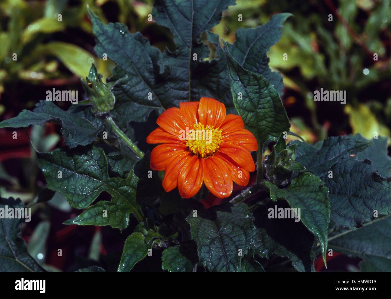 Mexican sunflower (Tithonia speciosa or Tithonia rotundifoglia), Asteraceae. Stock Photo