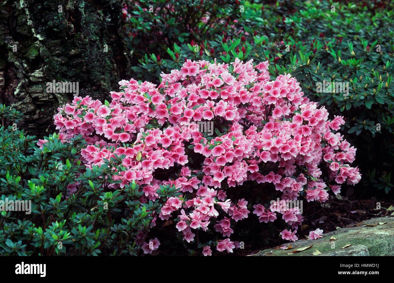 Indica azalea or Southern indian azalea (Rhododendron indicum), Ericaceae. Stock Photo