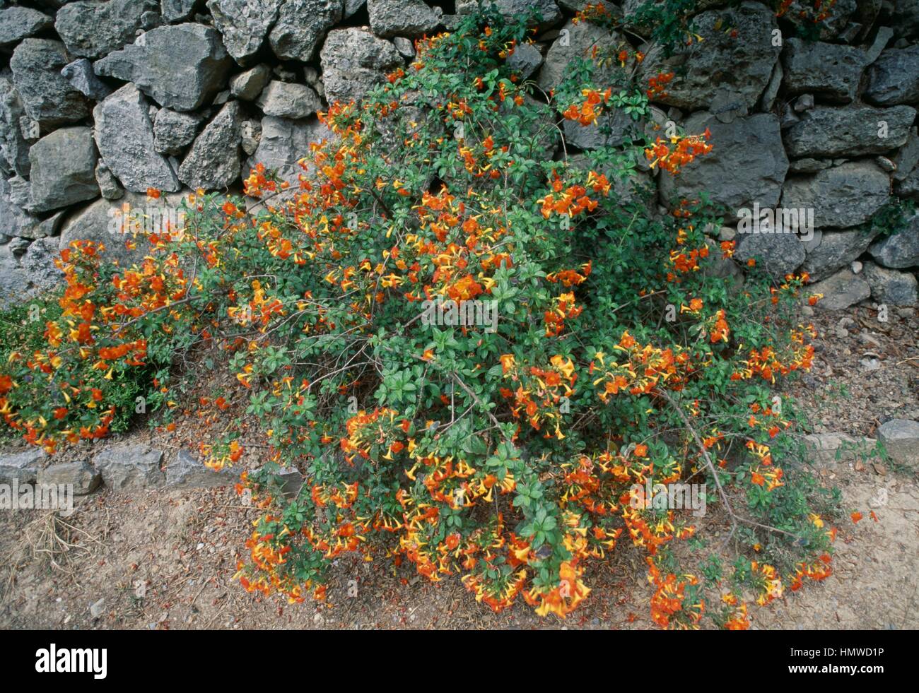 Marmalade bush or Fire bush (Streptosolen jamesonii), Solanaceae Stock