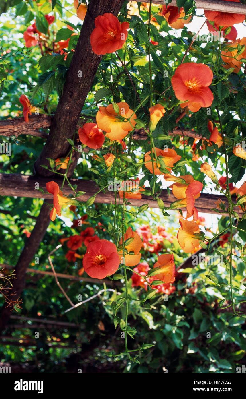 Chinese trumpet vine (Campsis grandiflora or grandiflora