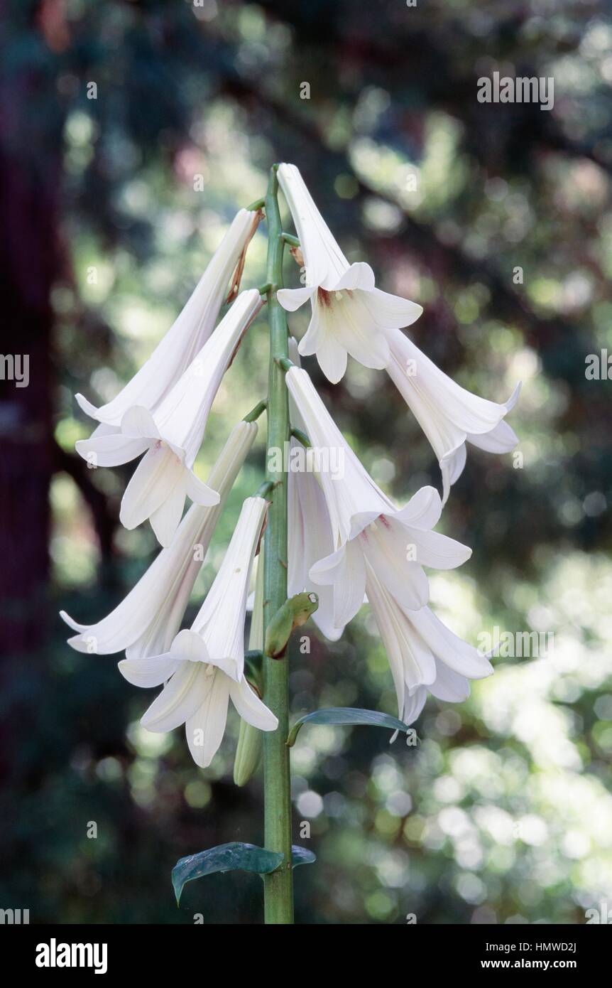 Giant himalayan lily (Cardiocrinum giganteum), Liliaceae. Stock Photo