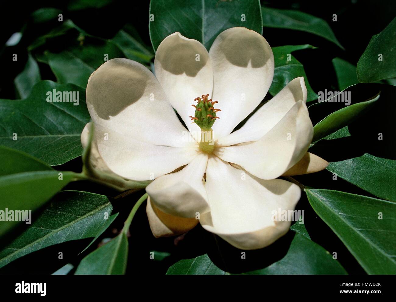 Huangshan magnolia (Magnolia cylindrica), detail of the flower, Magnoliaceae. Stock Photo