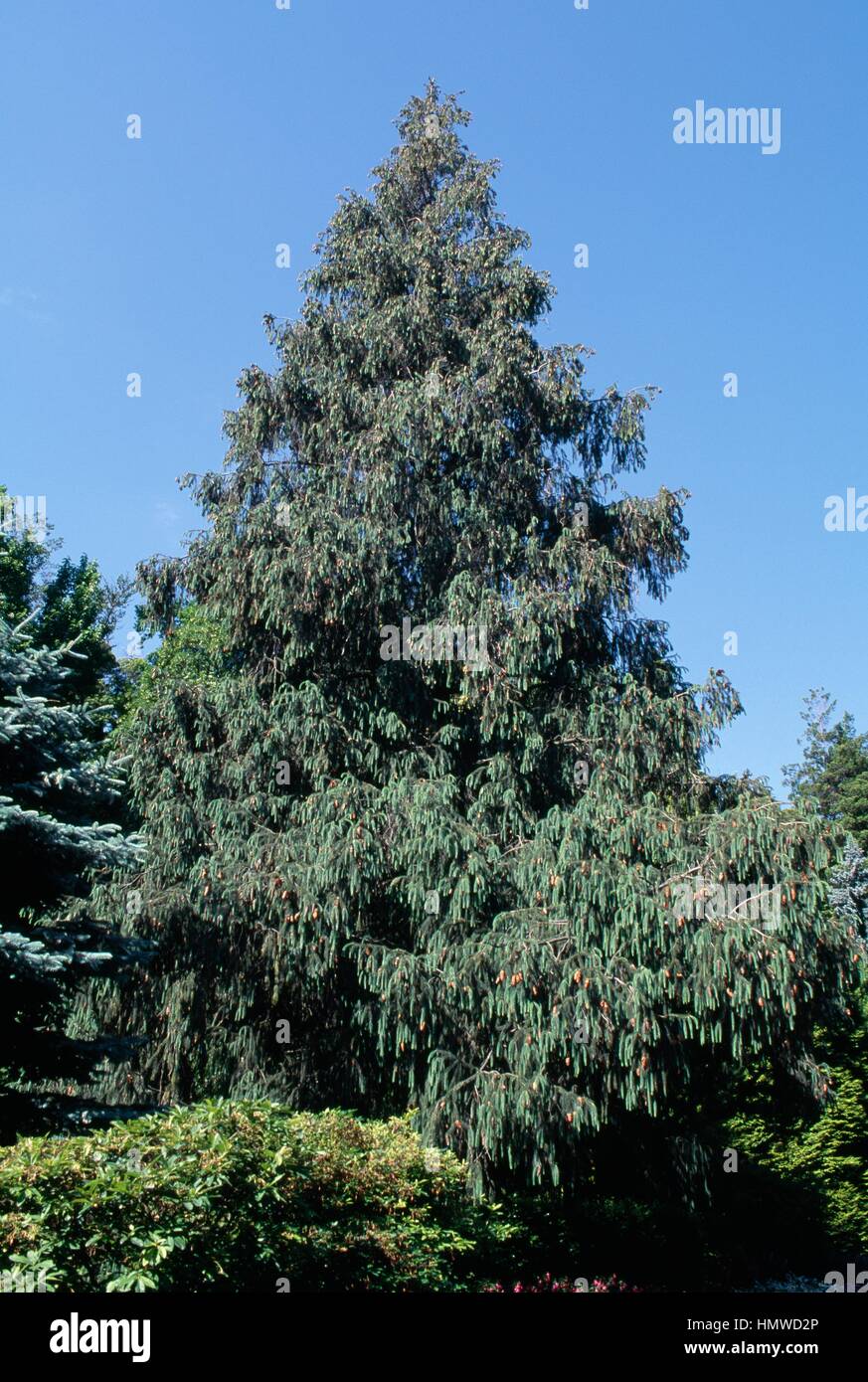 Sikkim Spruce (Picea spinulosa), Pinaceae. Stock Photo