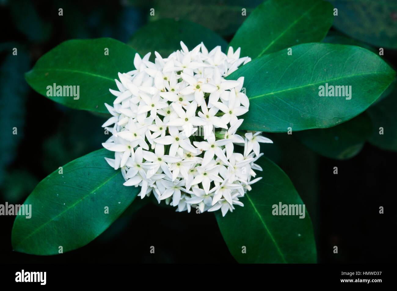 Acokanthera (Acokanthera spectabilis), Apocynaceae. Stock Photo