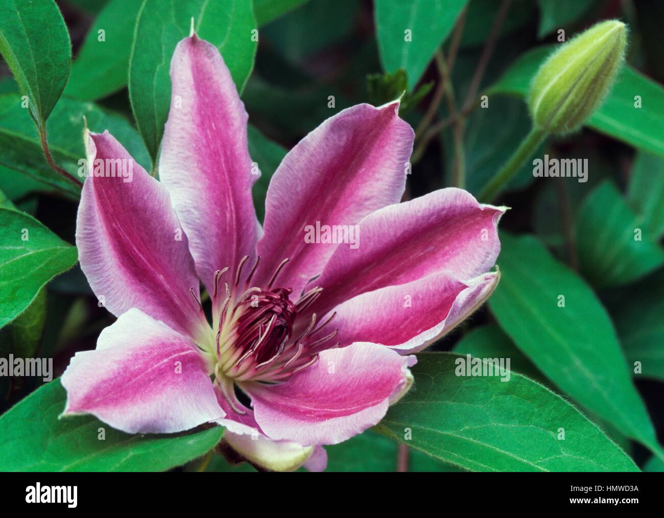 Old man's beard or Traveller's joy (Clematis vitalba), Ranunculaceae ...