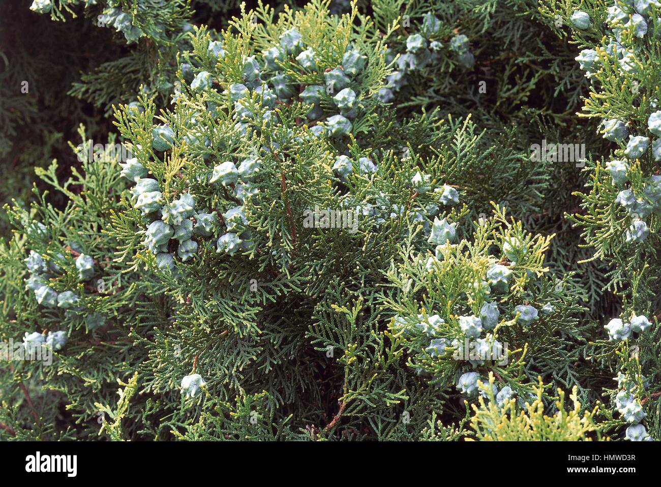 Leaves and cones of Thuja Eastern (Platycladus orientalis), Cupressaceae. Stock Photo