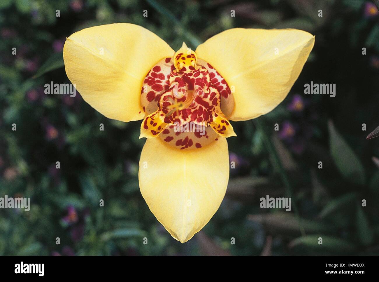 Botany - Iridaceae - Mexican shellflower or Mexican tiger flower (Tigridia pavonia). Stock Photo