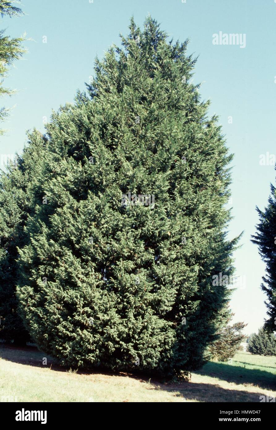 Leyland Cypress (Cupressus x leylandii o x Cupressocyparis leylandii), Cupressaceae. Stock Photo