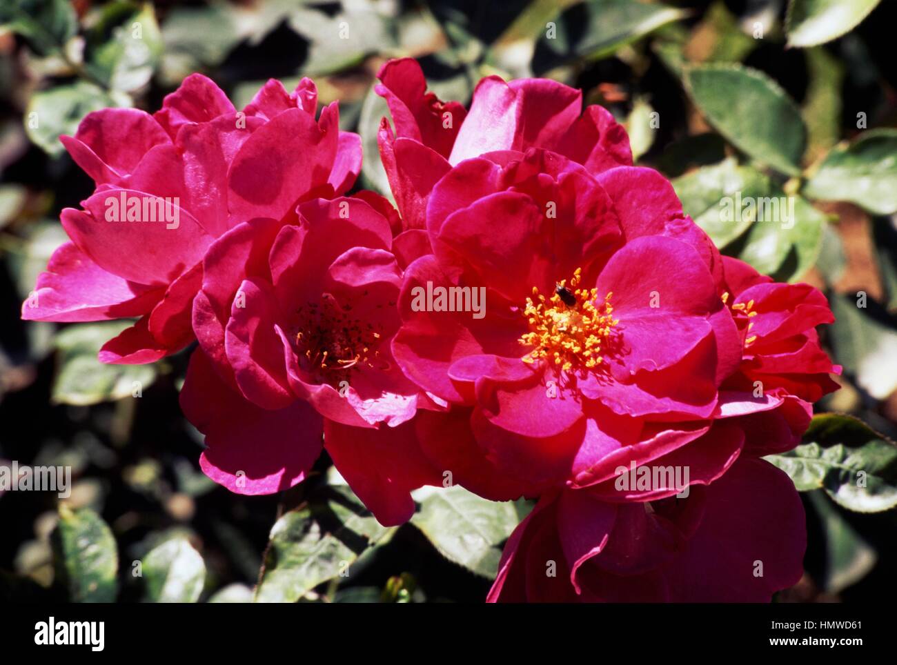 Rose (Rosa Nerus), Rosaceae Stock Photo - Alamy