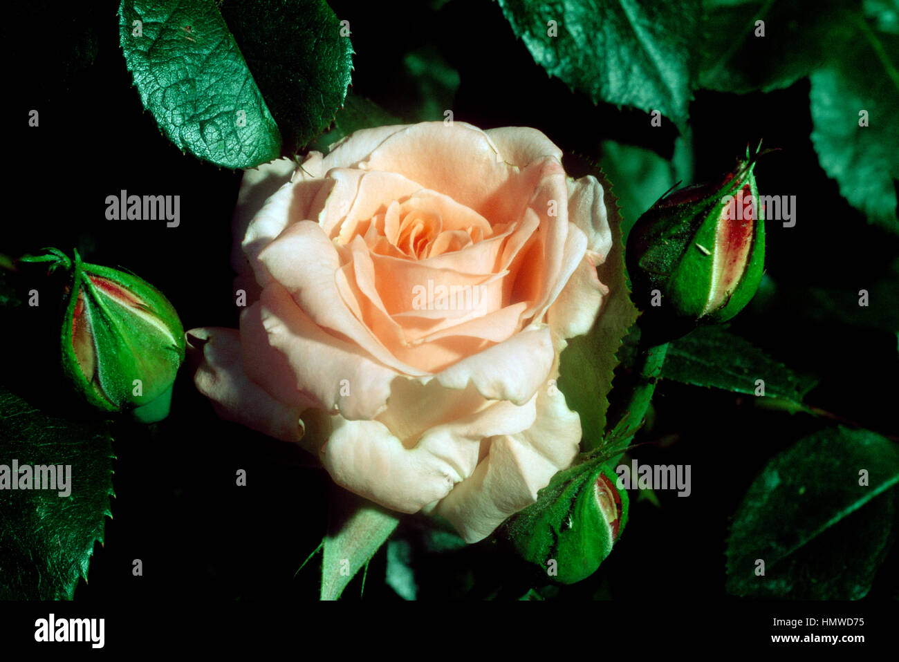 Rose (Rosa Sonia Meilland Meihelvetsar), Rosaceae Stock Photo - Alamy