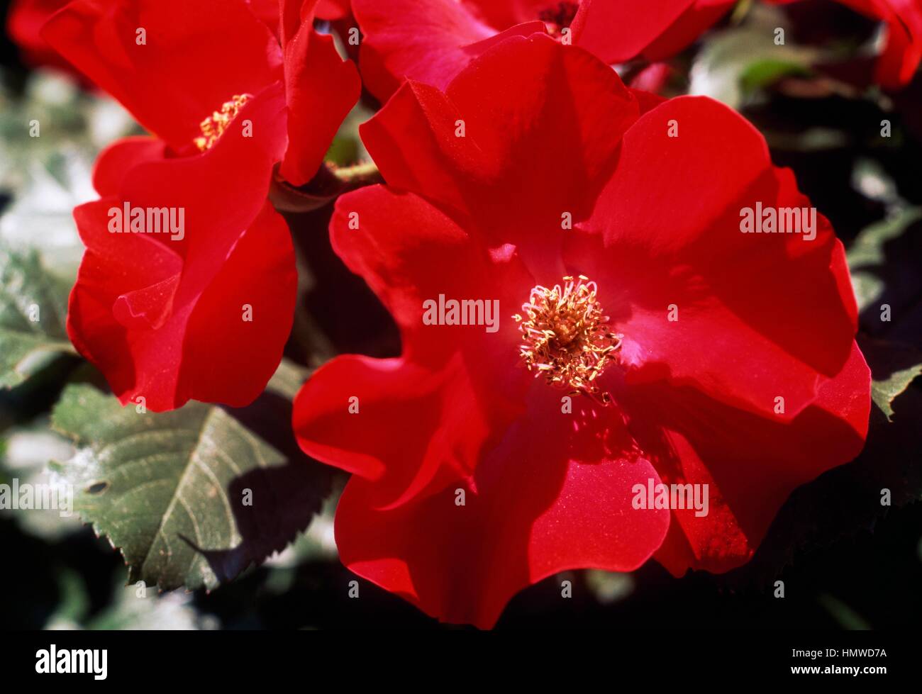 Rose (Rosa Robusta Korgosa), Rosaceae. Stock Photo