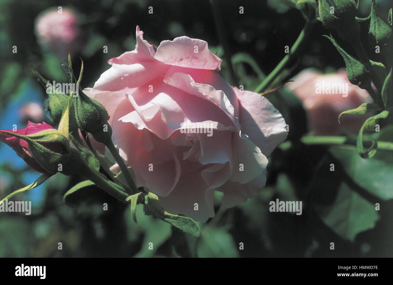 Botany - Rosaceae - M.me Gregoire Staechelin rose. Stock Photo