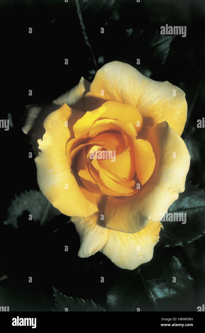 Botany - Rosaceae - Rimosa rose. Stock Photo