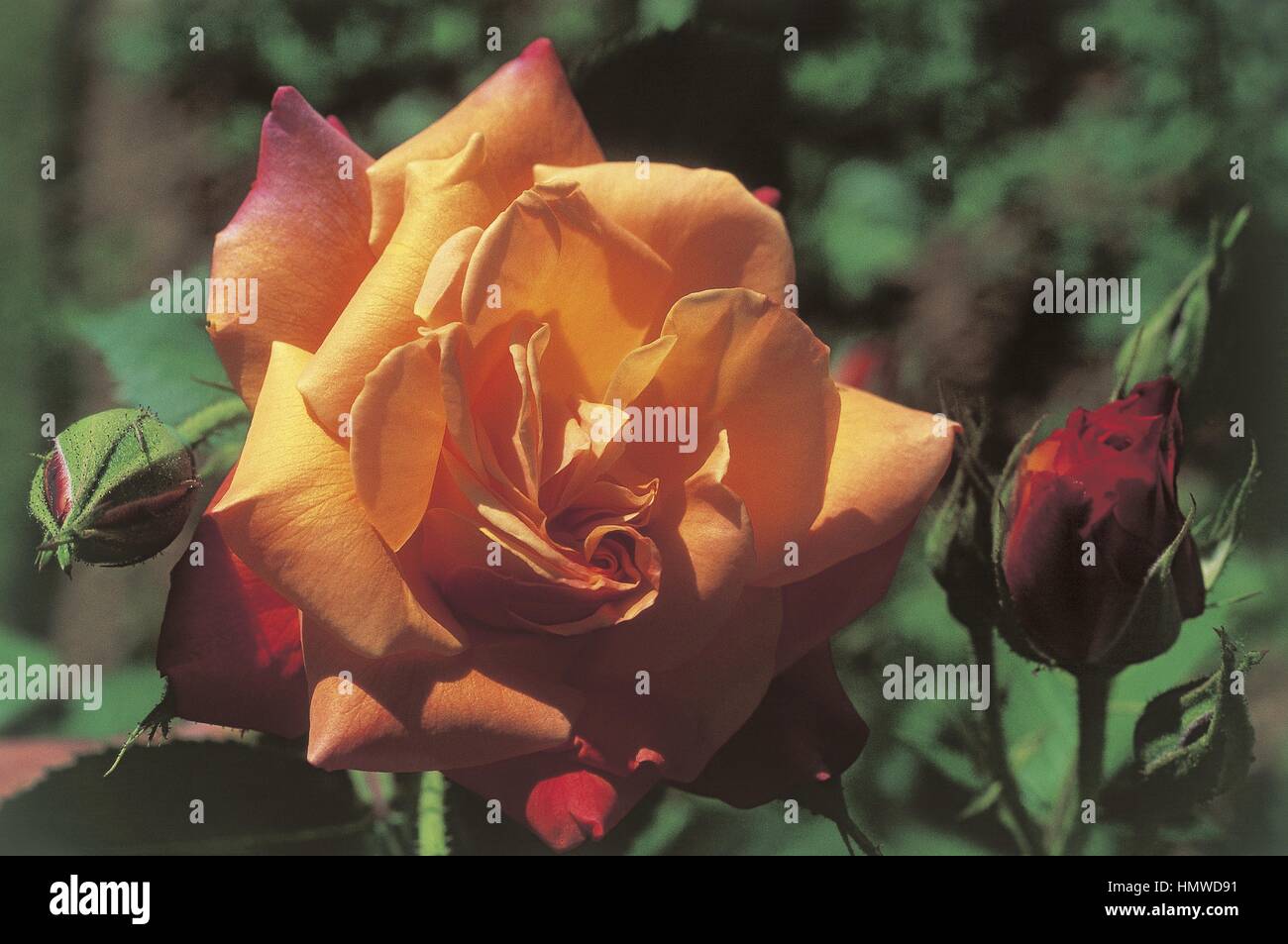 Botany - Rosaceae - Joseph's coat rose, var. Armstrong. Stock Photo