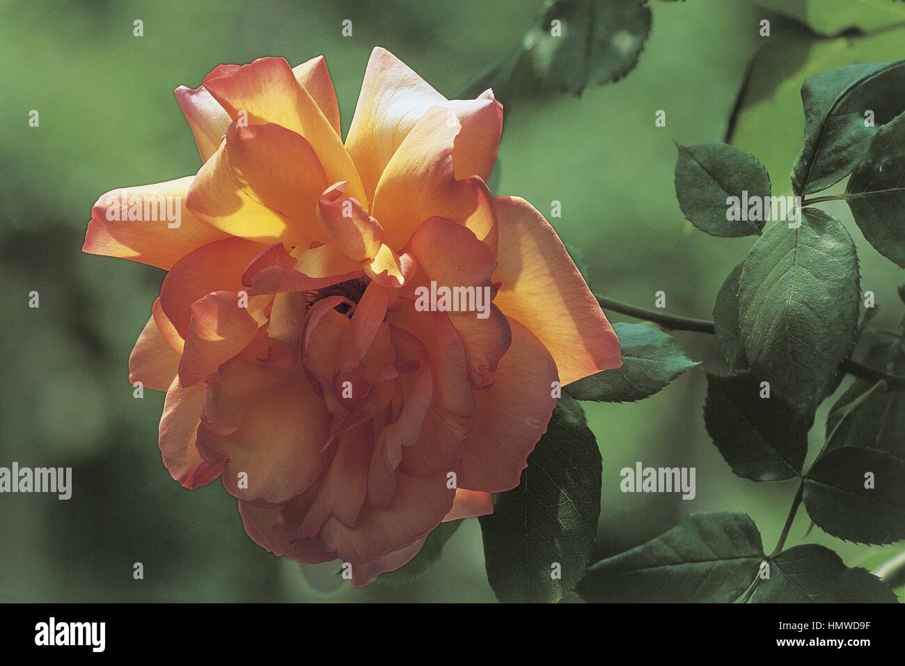 Botany - Rosaceae - Parure d'or rose Stock Photo - Alamy