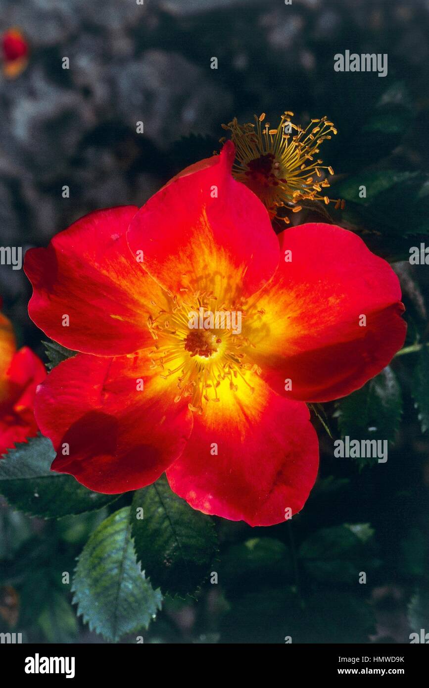 Austrian briar, Persian yellow rose or Austrian copper rose (Rosa foetida bicolor), Rosaceae. Stock Photo