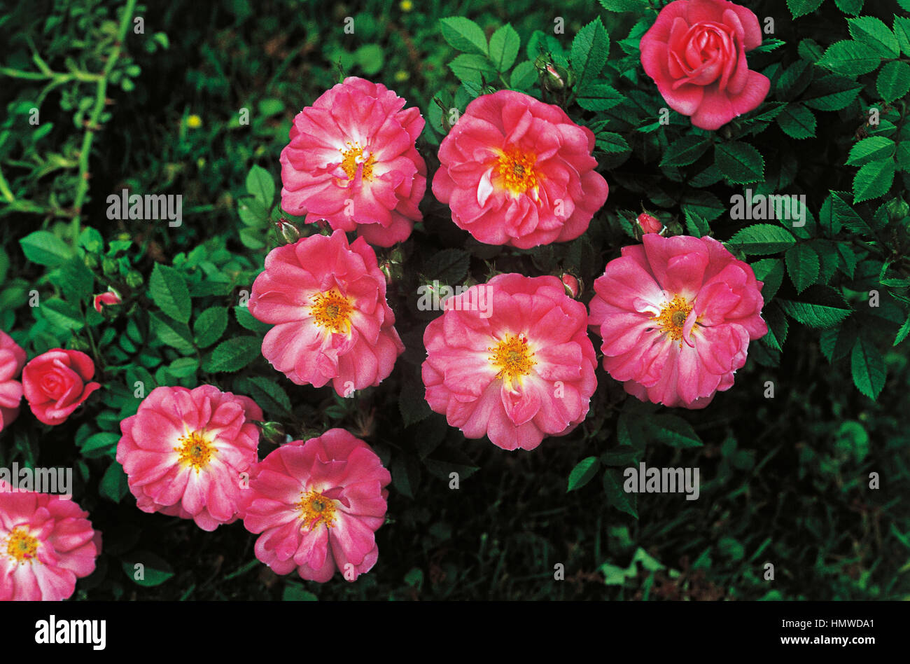 Rose (Rosa Ferdy Keitoli Meilland), Rosaceae. Stock Photo